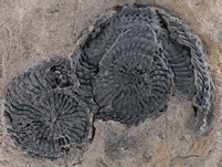 2 Ammoniten (Trachyceras)
