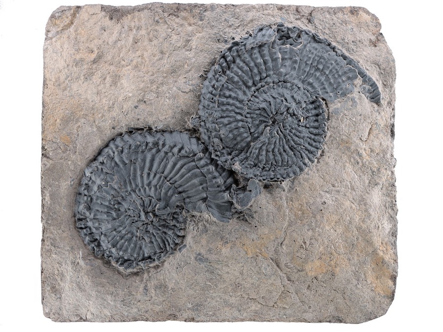 2 Ammoniten (Trachyceras)