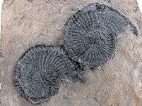 2 Ammoniten (Trachyceras)