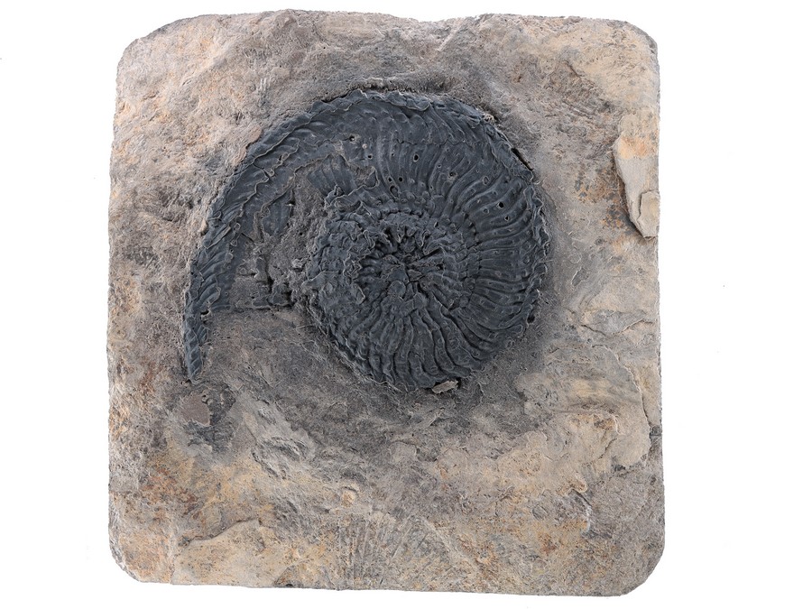 Ammonit (Trachyceras aon)