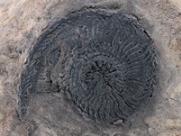 Ammonit (Trachyceras aon)