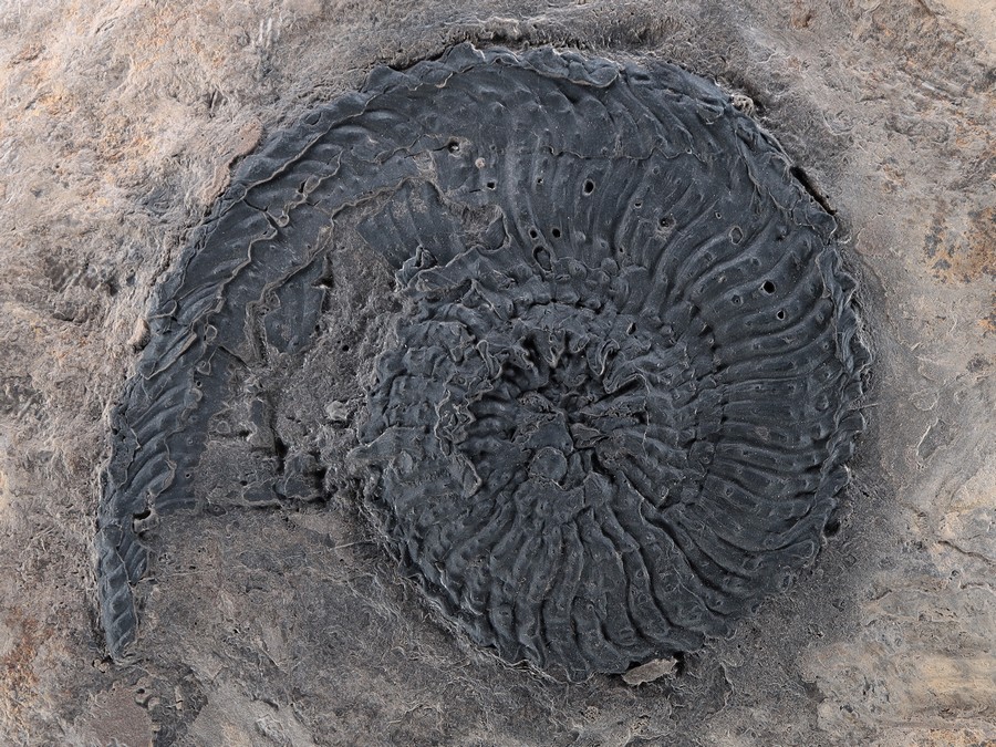 Ammonit (Trachyceras aon)