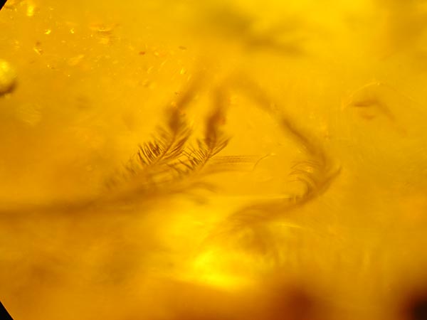 Bernstein aus dem Baltikum