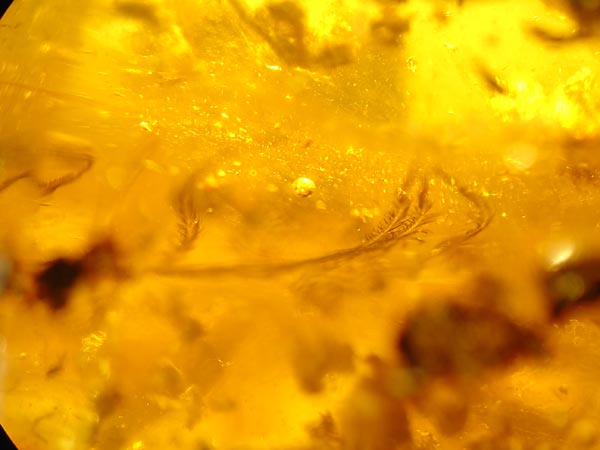 Bernstein aus dem Baltikum