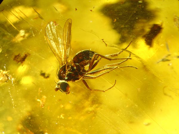 Bernstein aus dem Baltikum