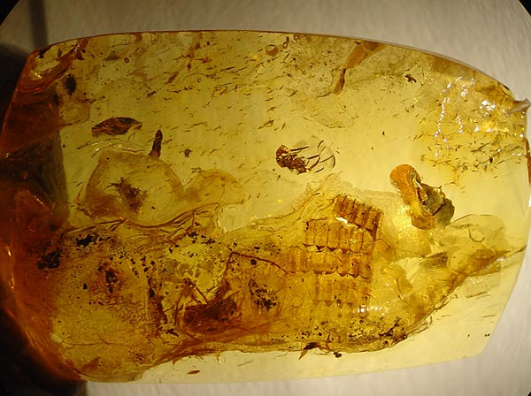 Bernstein aus dem Baltikum