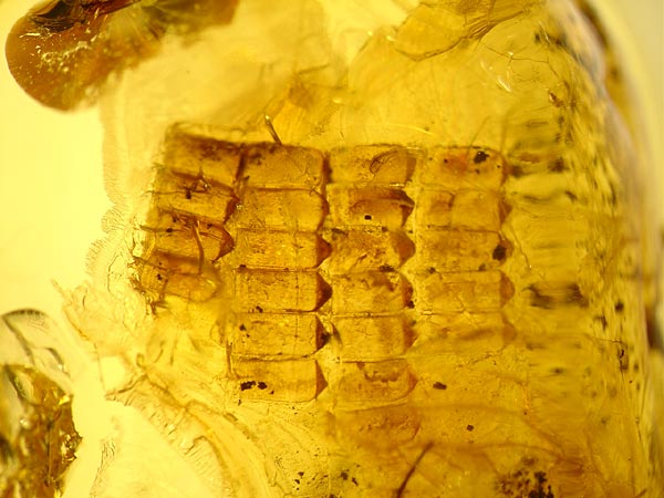 Bernstein aus dem Baltikum