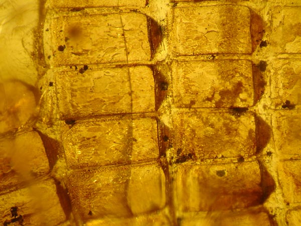 Bernstein aus dem Baltikum