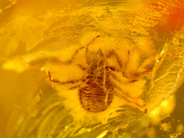 Bernstein aus dem Baltikum