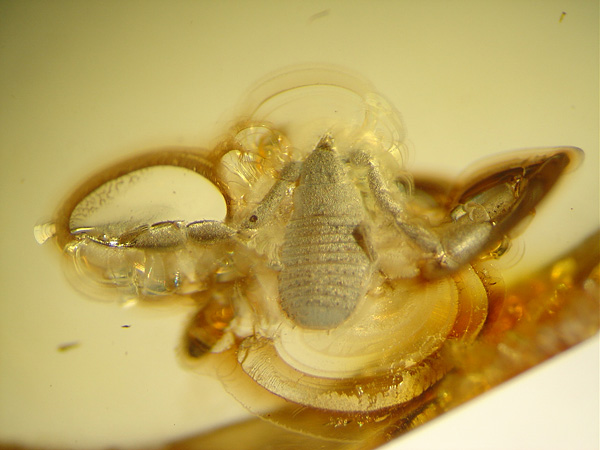 Bernstein aus dem Baltikum