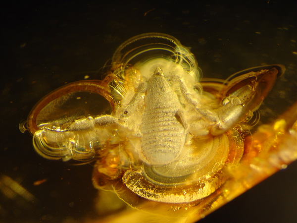 Bernstein aus dem Baltikum