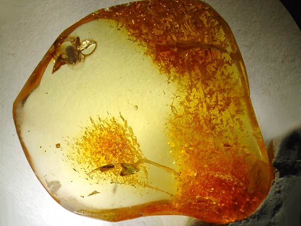 Bernstein aus dem Baltikum