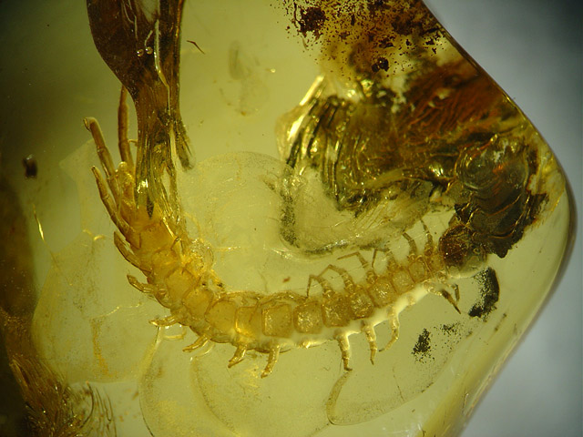 Bernstein aus dem Baltikum