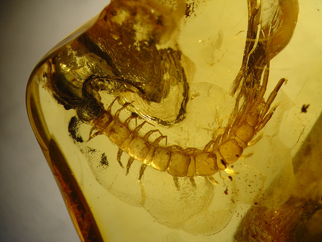 Bernstein aus dem Baltikum