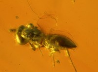 parasitäre Wespe