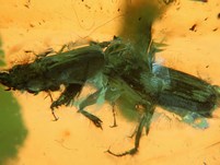 Passalopalpidae, Wanzenlarve