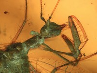 Netzflgler Rhachiberothidae