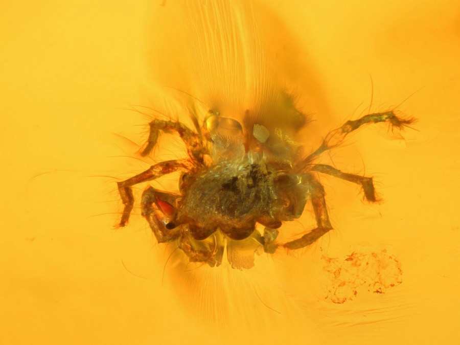 Bernsteine aus Ciapas, Mexiko mit Inklusen zum Kaufen