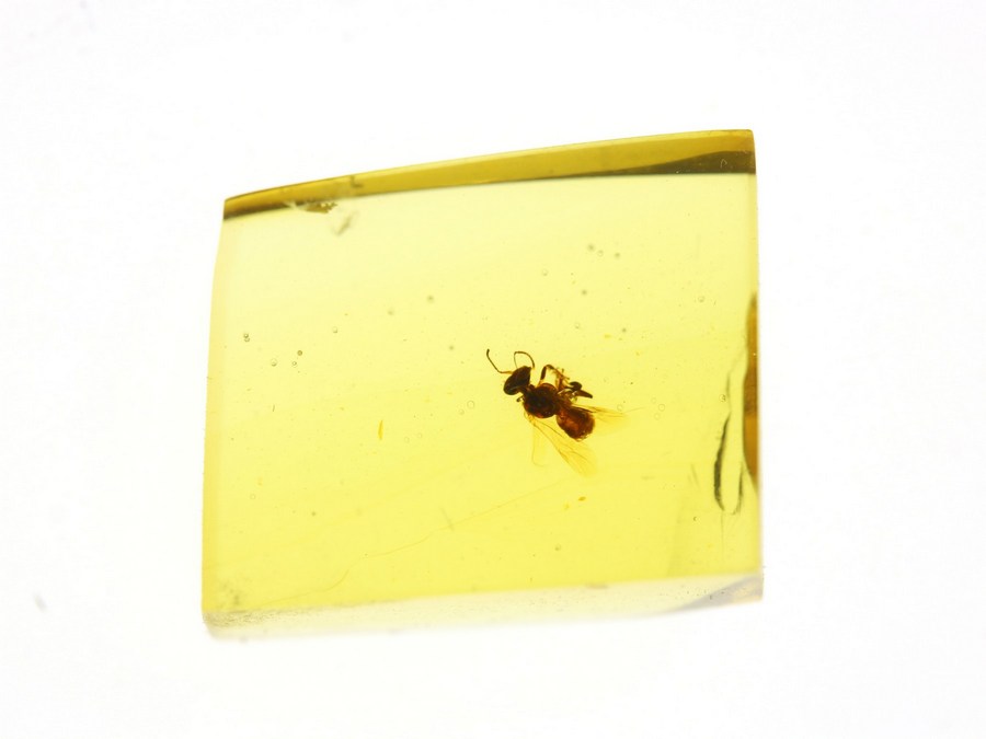 Bernsteine aus Ciapas, Mexiko mit Inklusen zum Kaufen