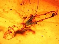 Netzflglerlarve und Mecoptera