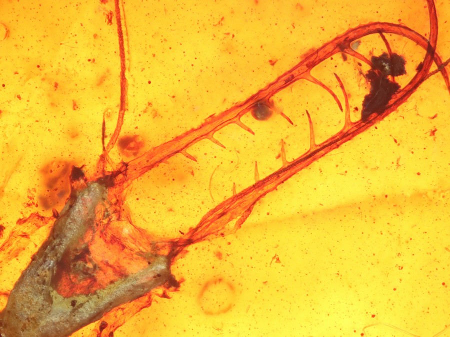 Bernsteine aus dem Baltikum mit Inklusen zum Kaufen