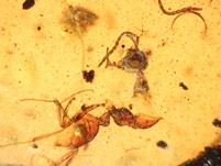 Raritt: Haidomyrmex Ameise