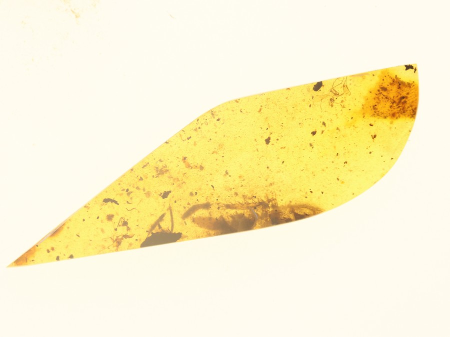 Bernsteine aus dem Baltikum mit Inklusen zum Kaufen