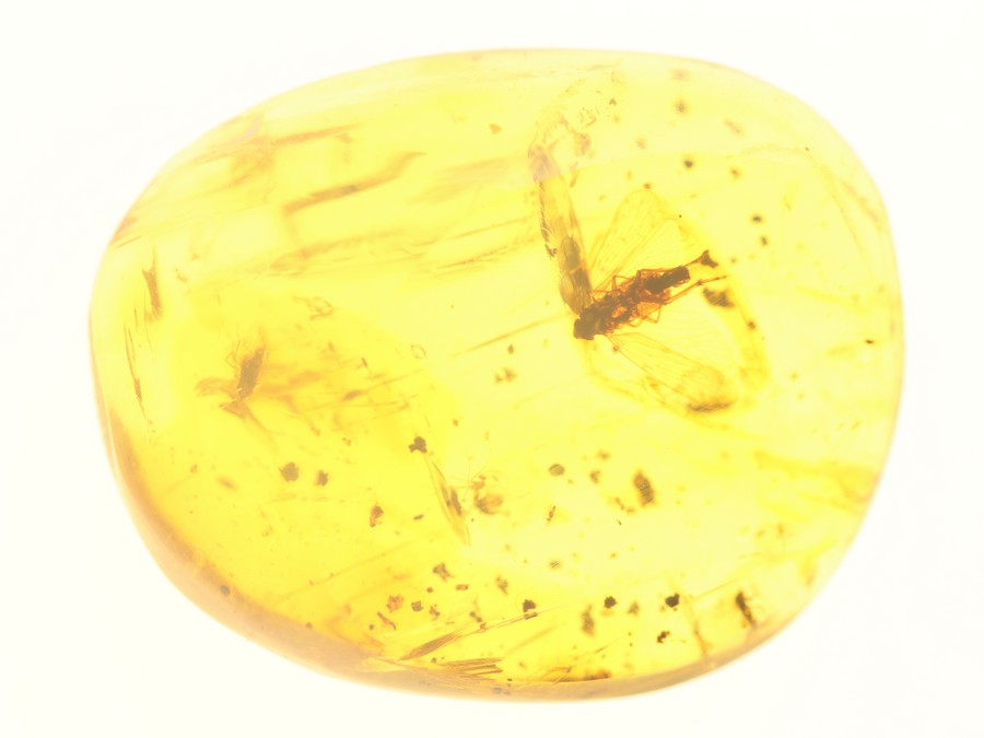 Bernsteine aus Myanmar (Burma) mit Inklusen zum Kaufen