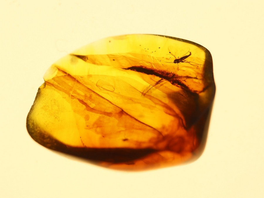 Pilzmcke