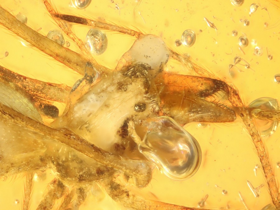 tolle Urspinne