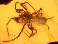 seltene Vogelspinne