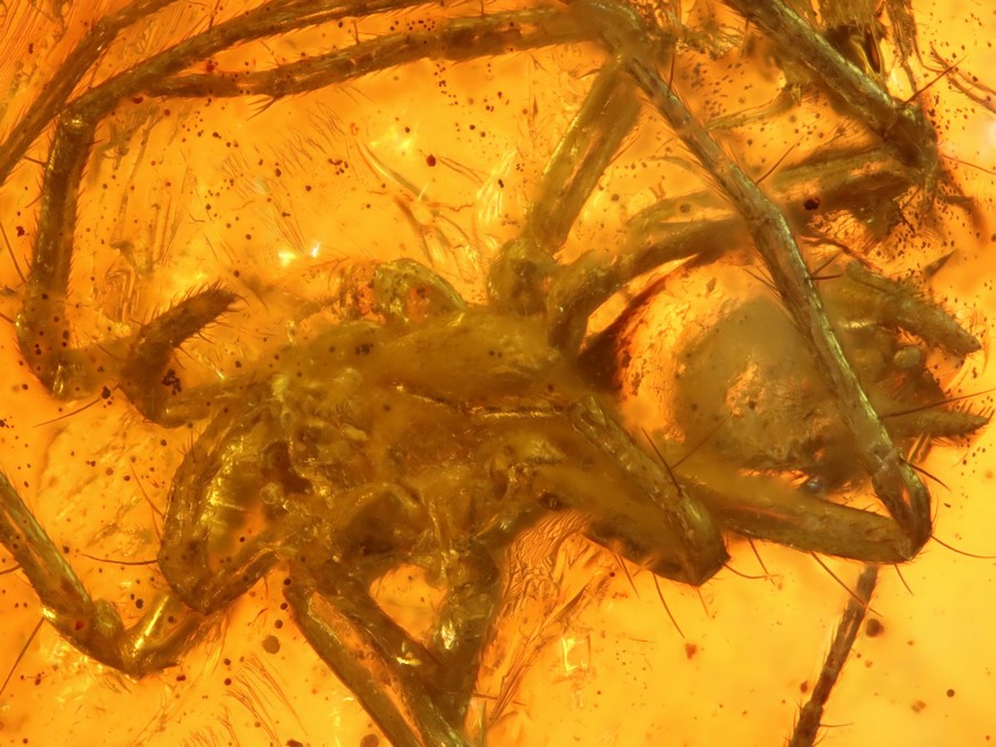 seltene Kreiselspinne