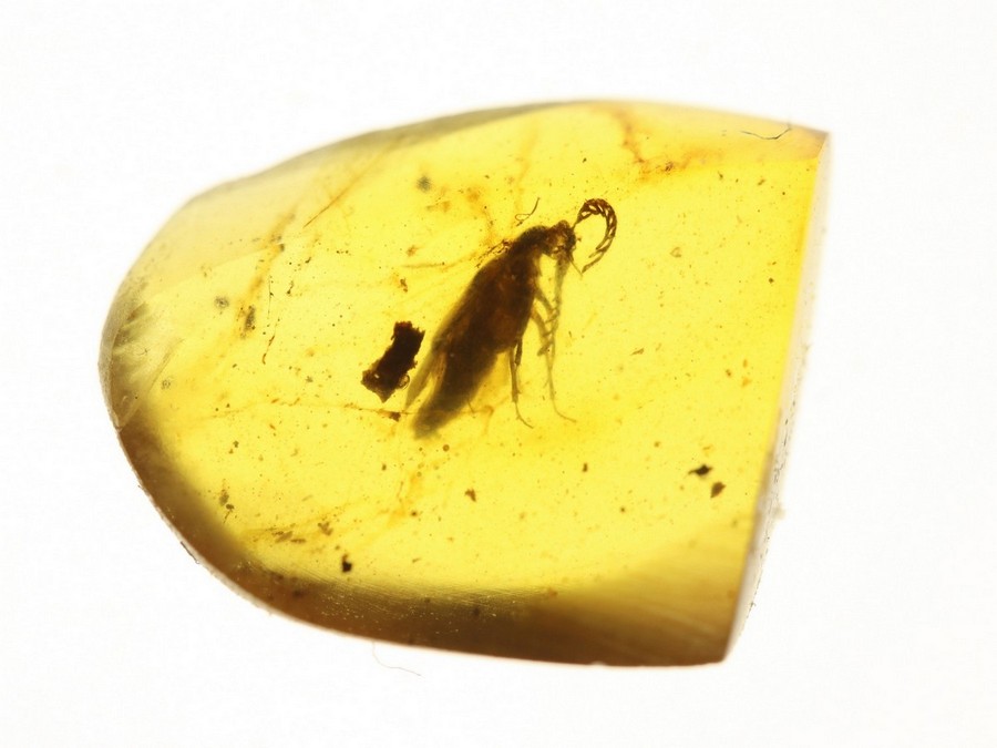 Fcherkfer 