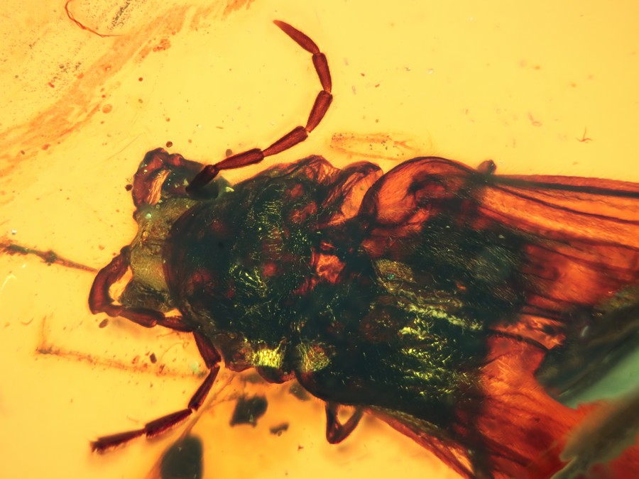 ausg. Kfer Mysteriomorphidae