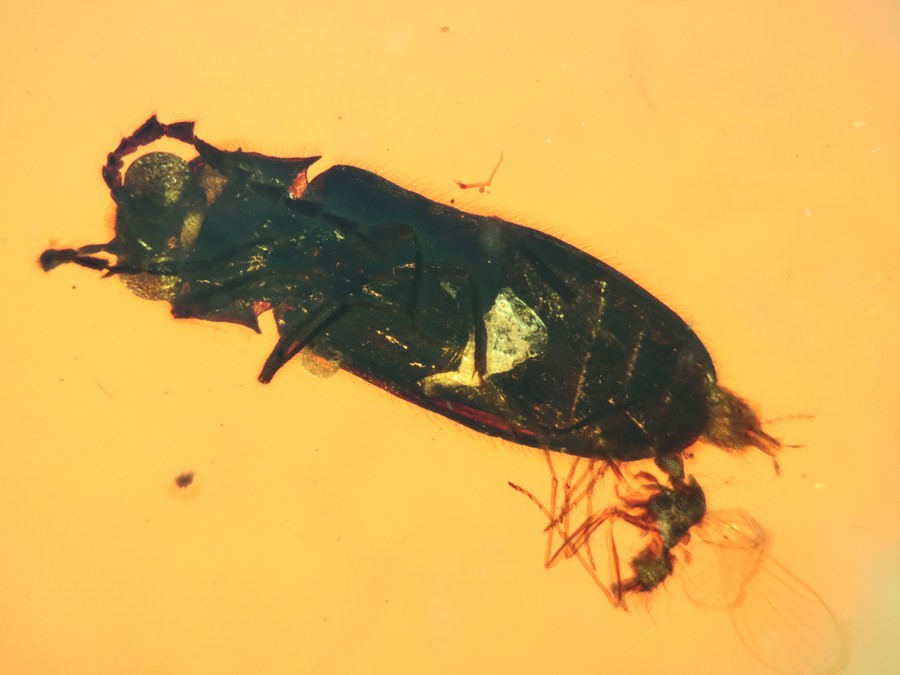 ausg. Kfer Mysteriomorphidae