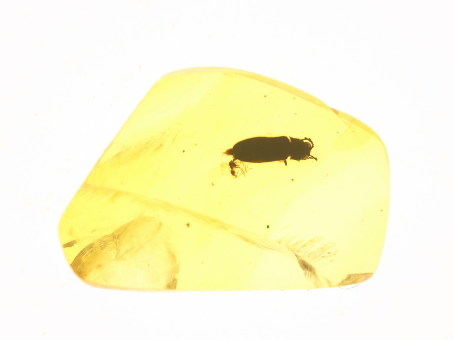 ausg. Kfer Mysteriomorphidae