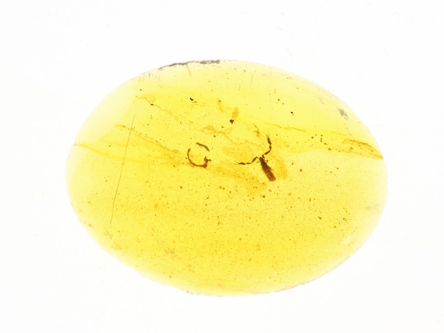 schner Pseudoskorpion