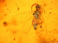 schner Netzflgler Berothidae