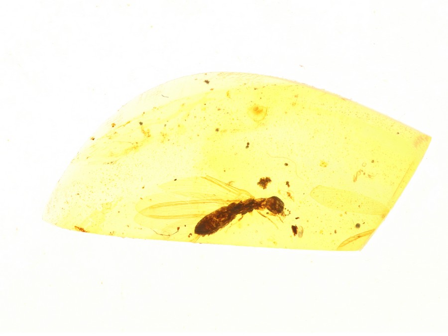 geflgelte Termite