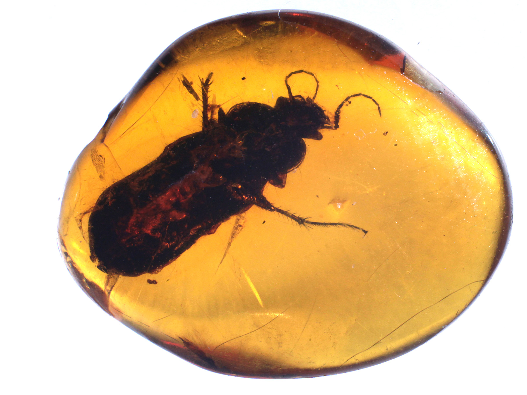 Bernstein aus der Dominikanischen Republik mit Inklusen zum Kaufen