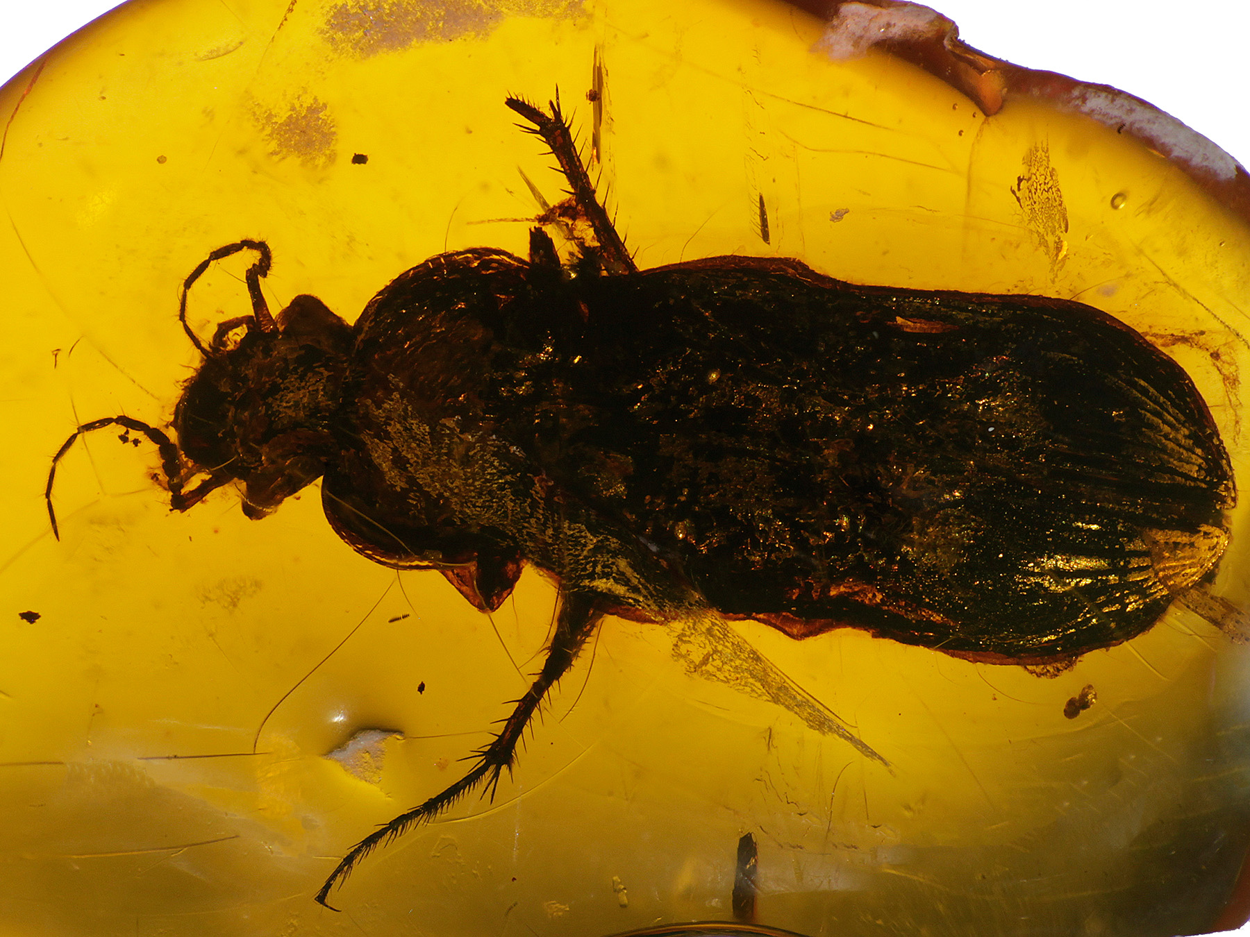 Bernstein aus der Dominikanischen Republik mit Inklusen zum Kaufen