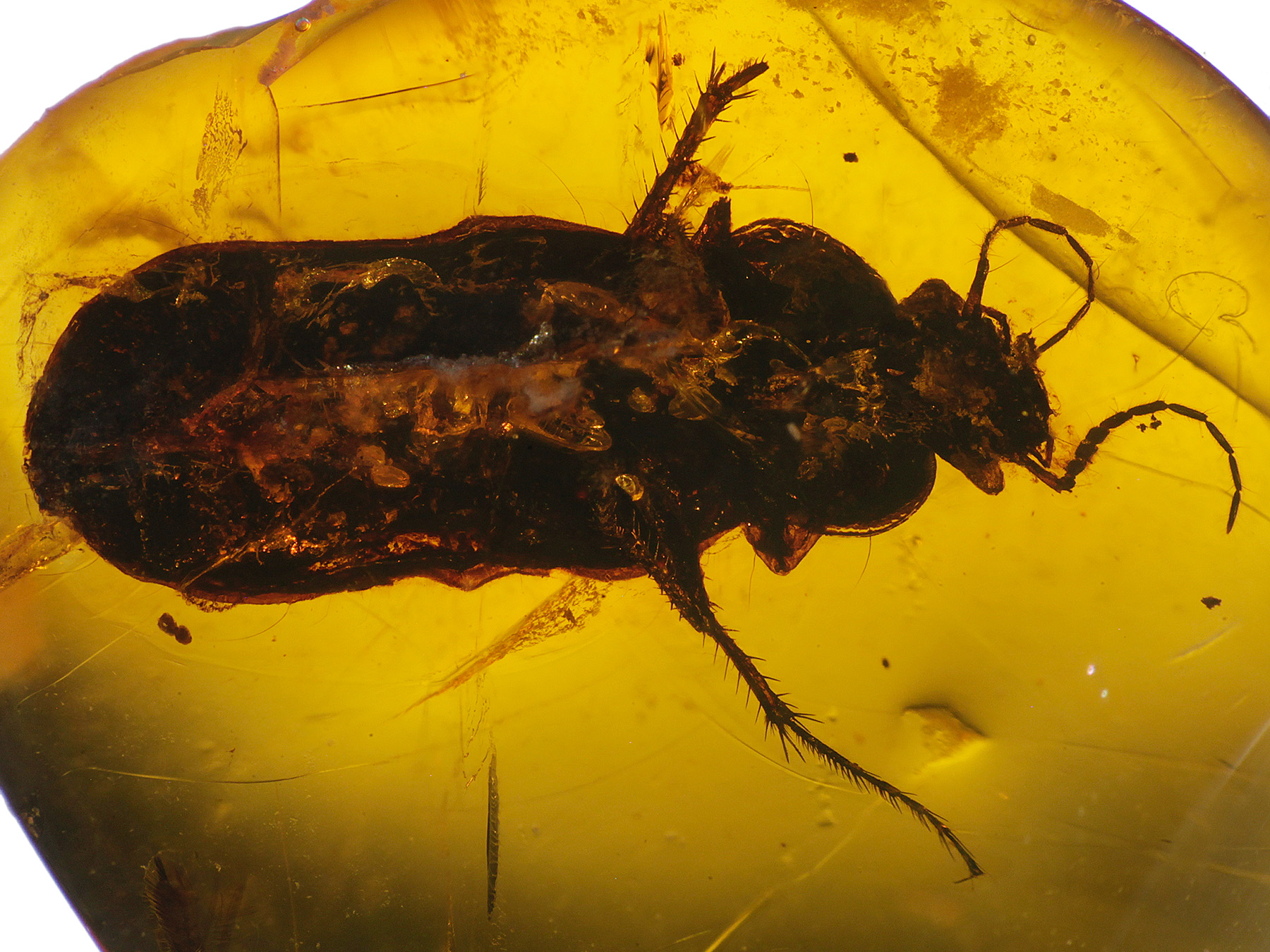 Bernstein aus der Dominikanischen Republik mit Inklusen zum Kaufen