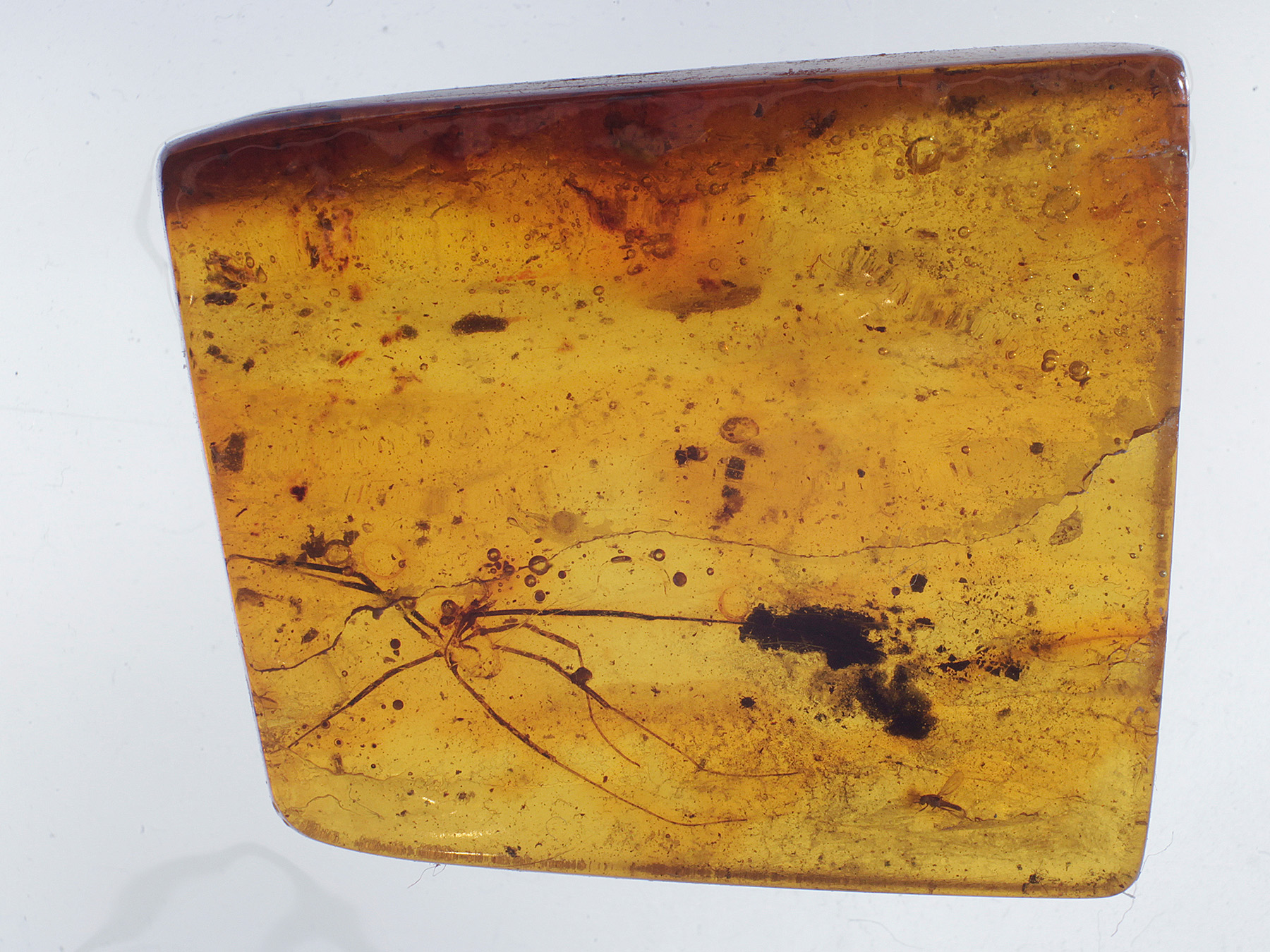 Bernstein aus dem Baltikum mit Inklusen zum Kaufen