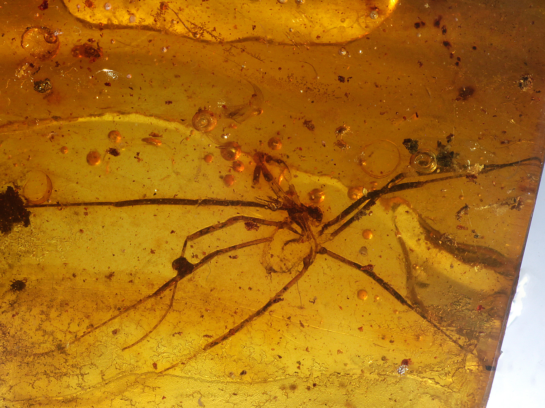 Bernstein aus dem Baltikum mit Inklusen zum Kaufen