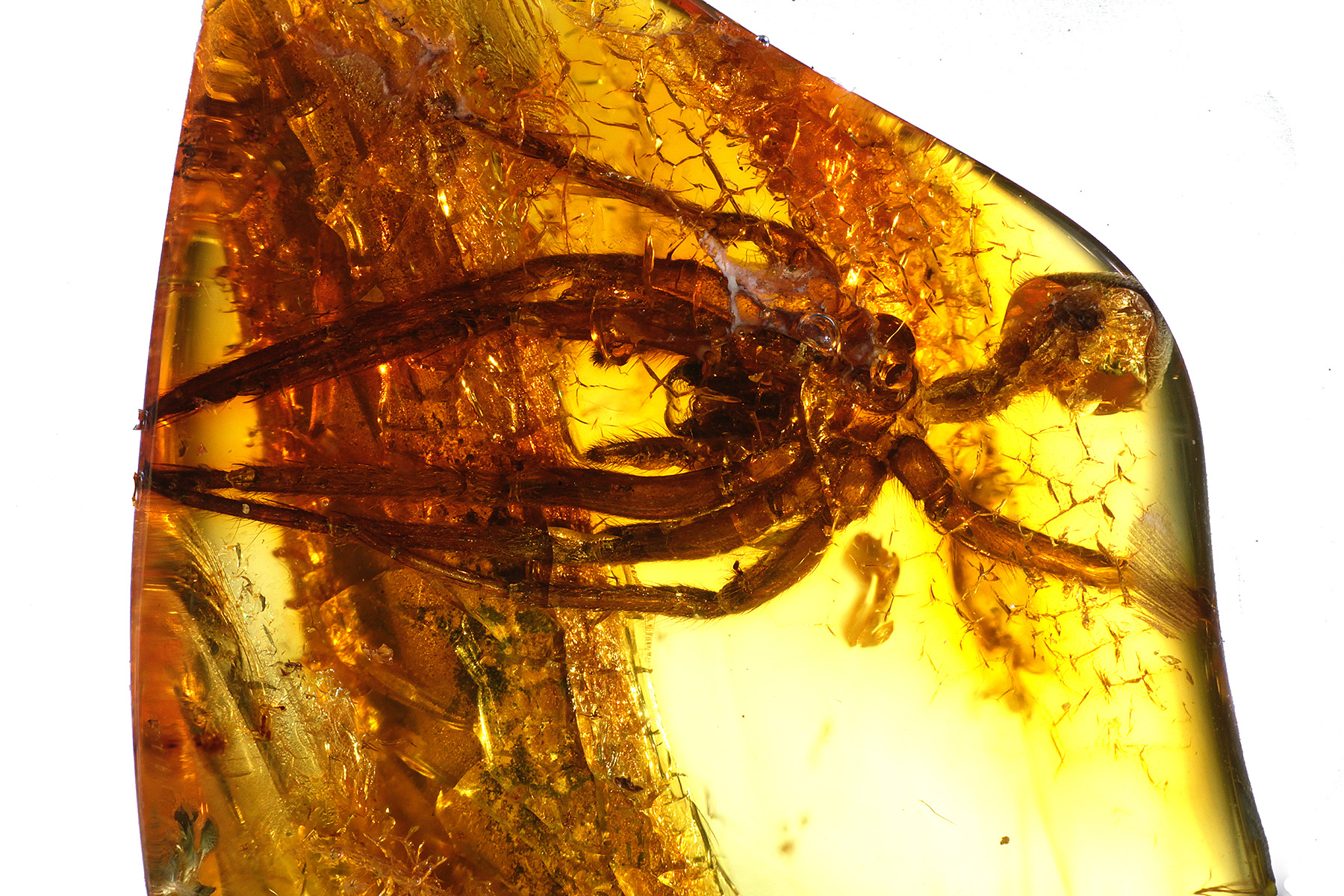 Bernstein aus dem Baltikum mit Inklusen zum Kaufen