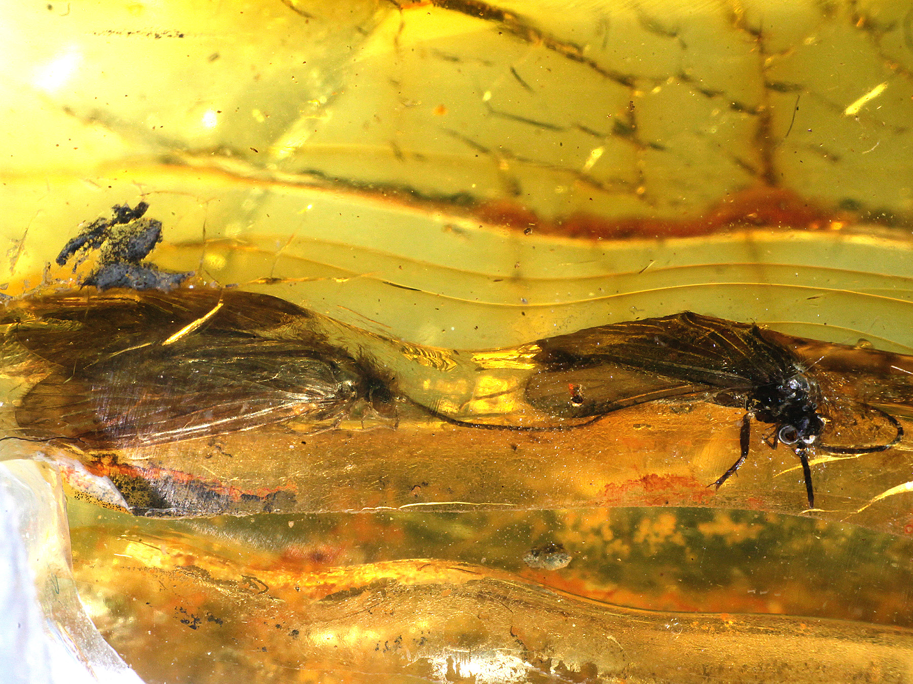 Bernstein aus dem Baltikum mit Inklusen zum Kaufen