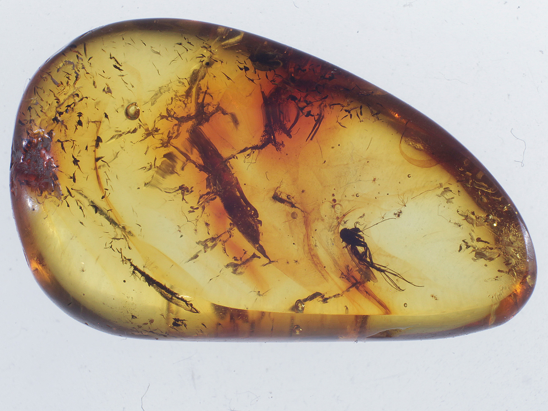 Bernstein aus dem Baltikum mit Inklusen zum Kaufen