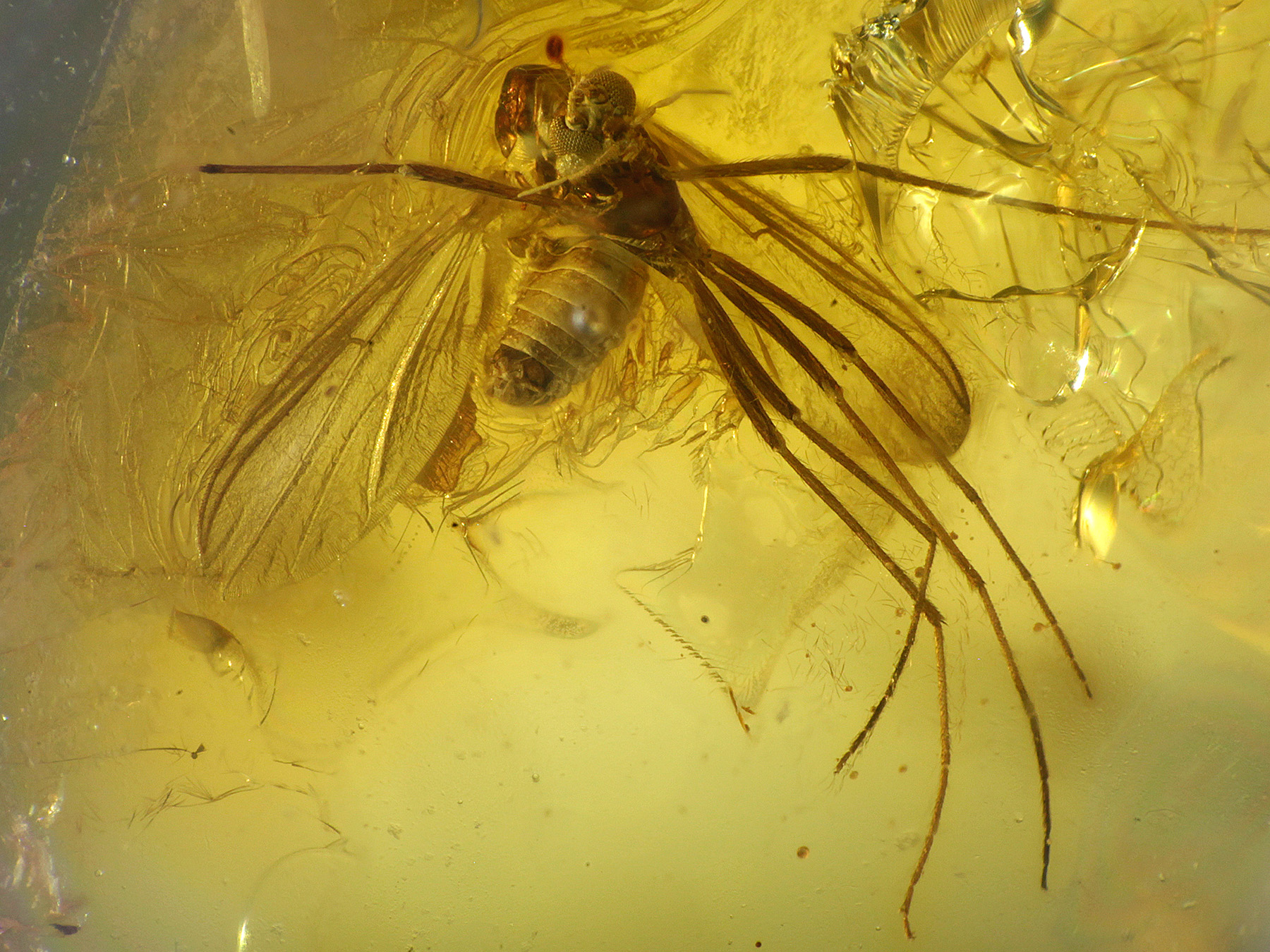 Bernstein aus dem Baltikum mit Inklusen zum Kaufen