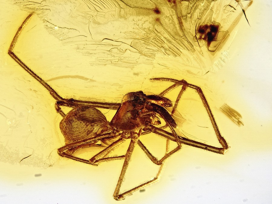 Bernsteine aus dem Baltikum mit Inklusen zum Kaufen