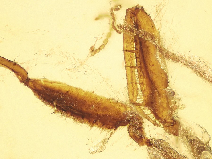 Raritt: Mantispidae